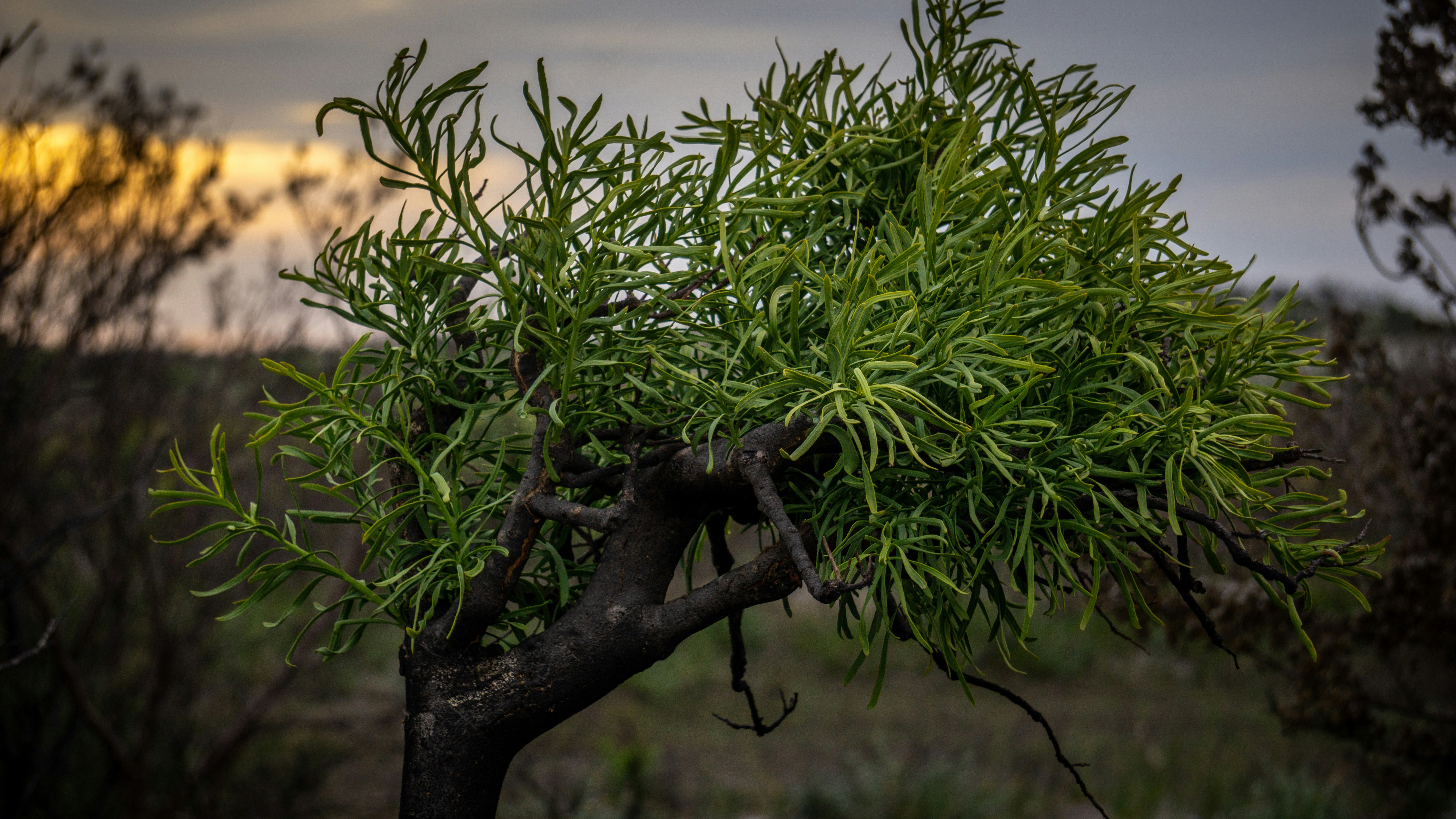 green plant on brown tree trunk